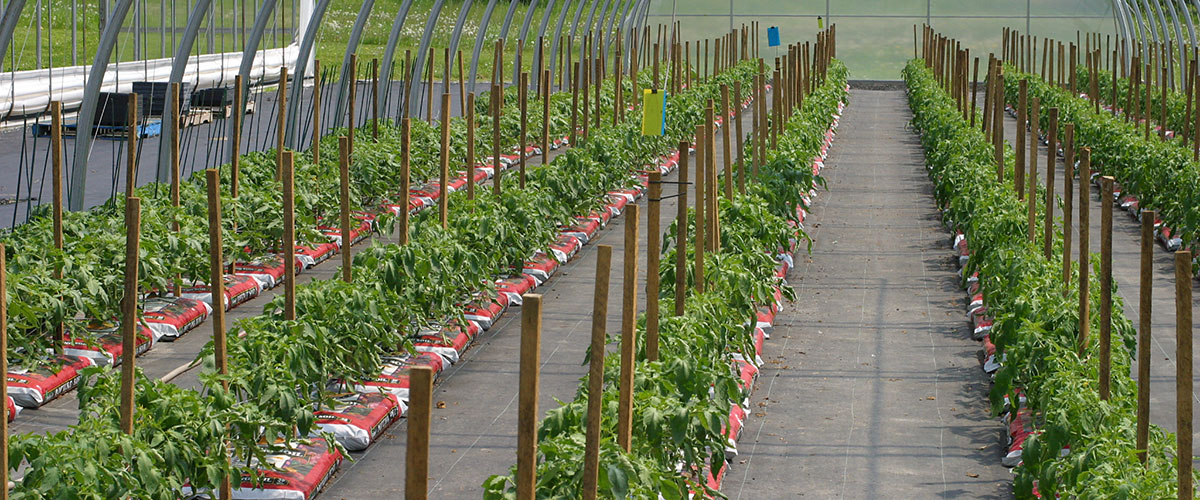 Rows of young plants