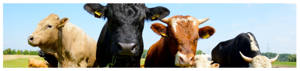 Image of cows