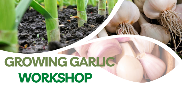 Three different images of garlic.
Growing Garlic Workshop