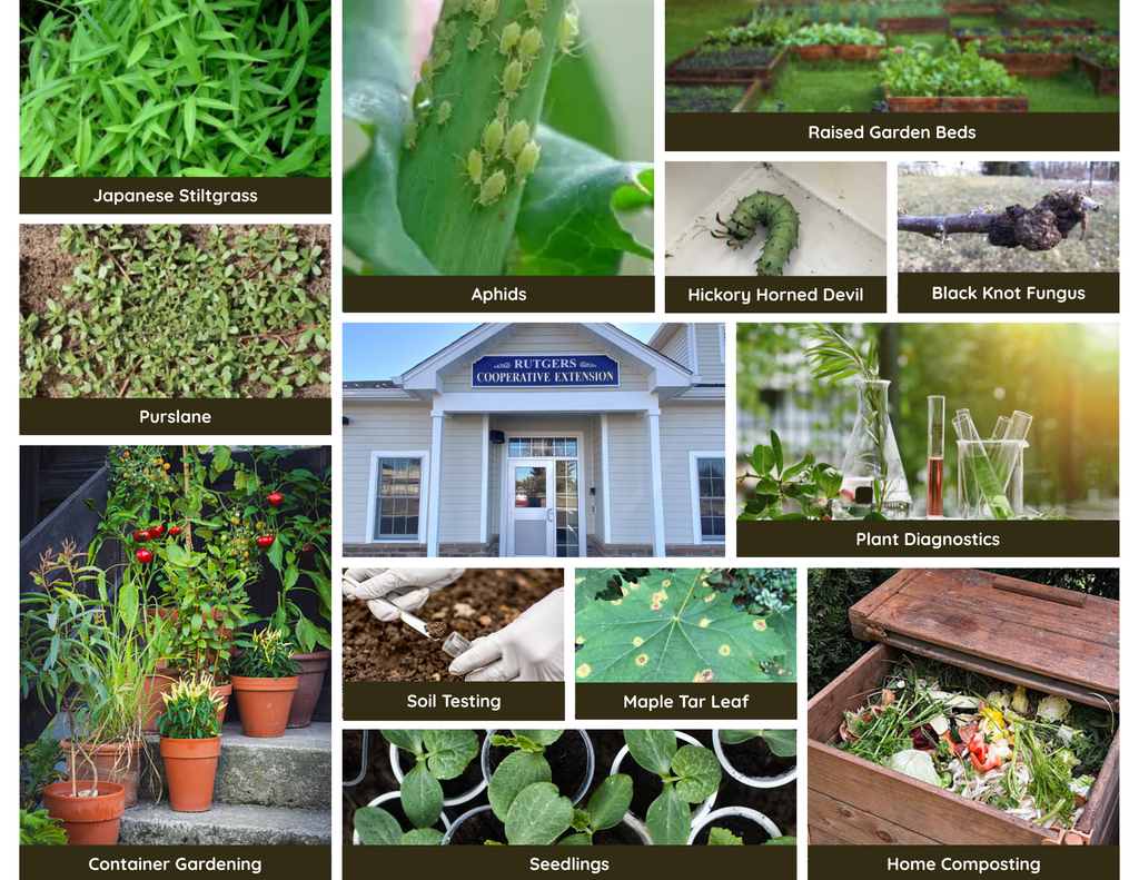 Photo Collage with photos of Japanese Stiltgrass, Aphids, Raised Garden Beds, Purslane, RCE Building entrance, hickory horned devil, black knot fungus, plant diagnostics, soil testing, maple tar leaf, container gardneing, seedlings, home composting